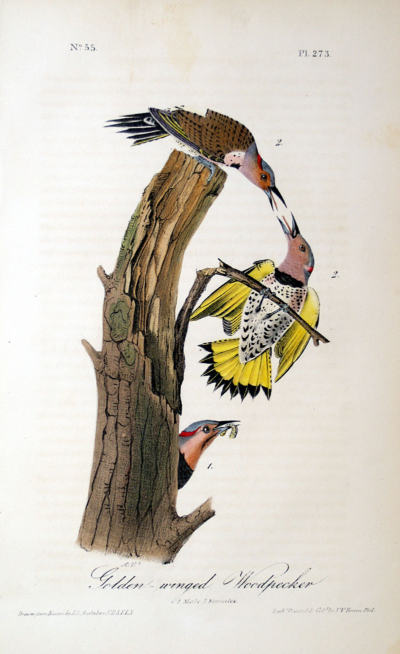 Audubon Golden-winged Woodpecker - 1st 8vo Ed 1840-44