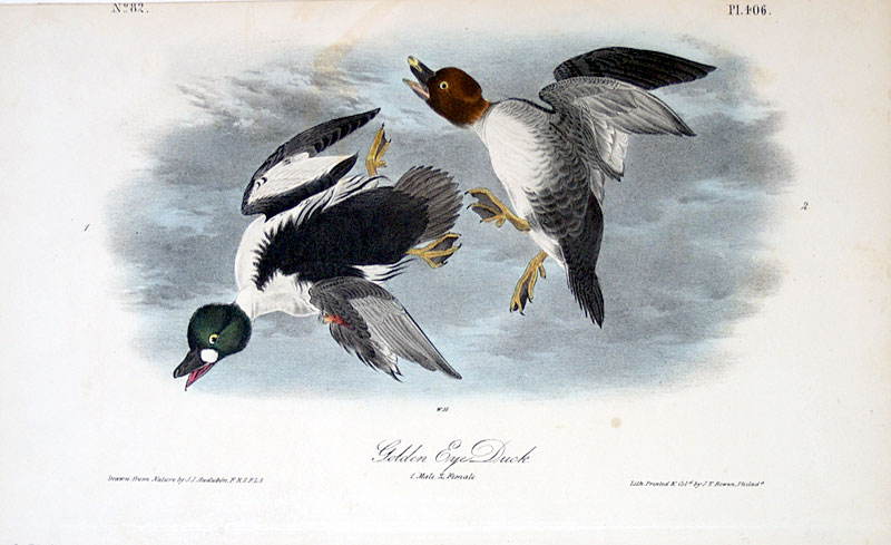 Audubon Golden Eye - First Octavo Edition - 1840-44