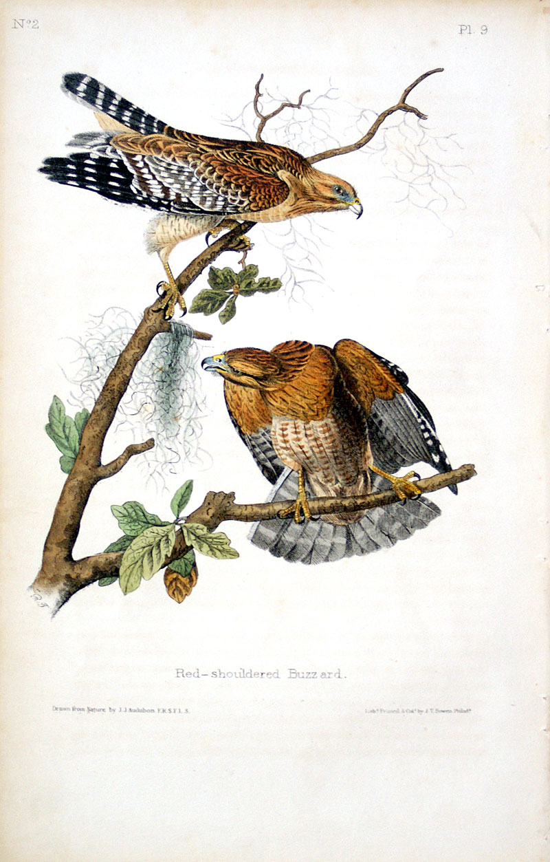 Audubon Red-shouldered Buzzard (Hawk) 1st 8vo Ed 1840-44