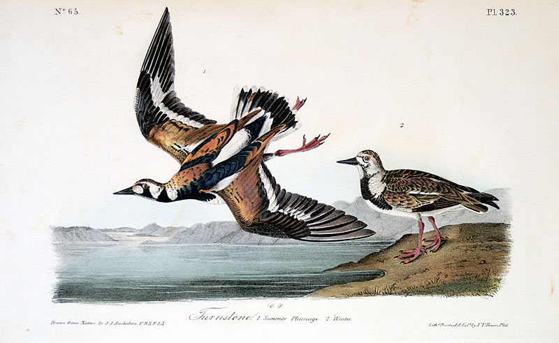 Audubon Turnstone - First Octavo Edition - 1840-44