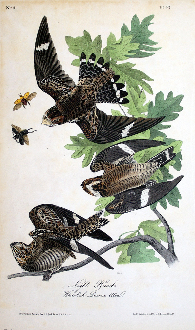 Audubon Night Hawk - First Octavo Edition - 1840-44