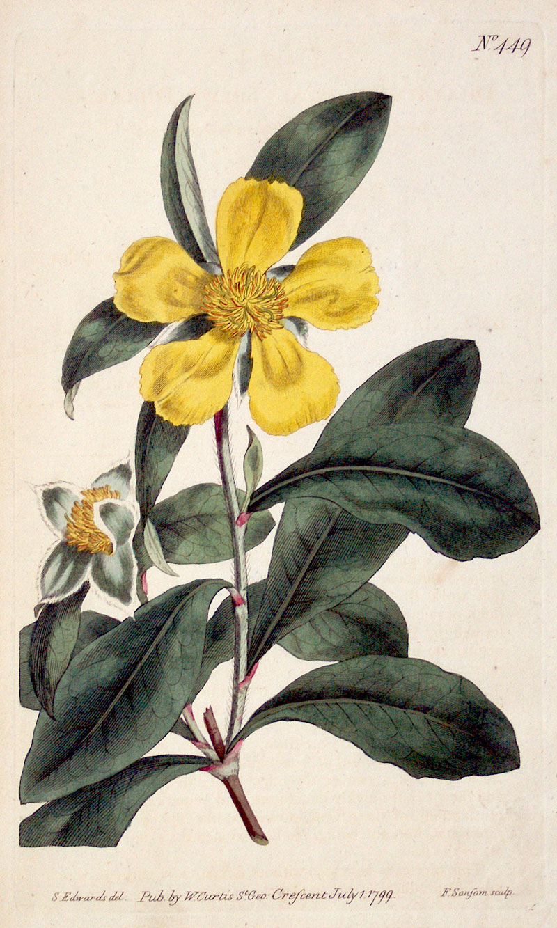 Curtis Botanical Engraving - 1799 - Showy Dillenia