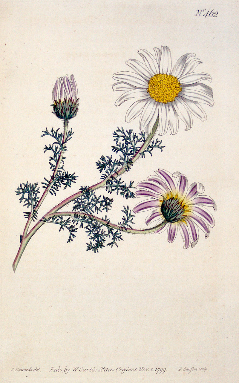 Curtis Botanical Engraving - 1799 - Chamomile
