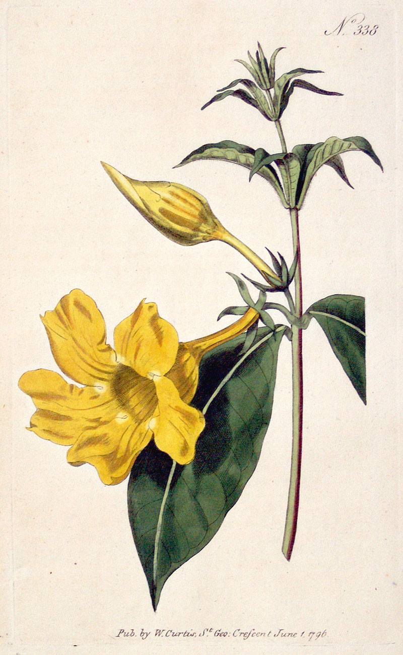Curtis Botanical Engraving - 1796 - Trumpetvine