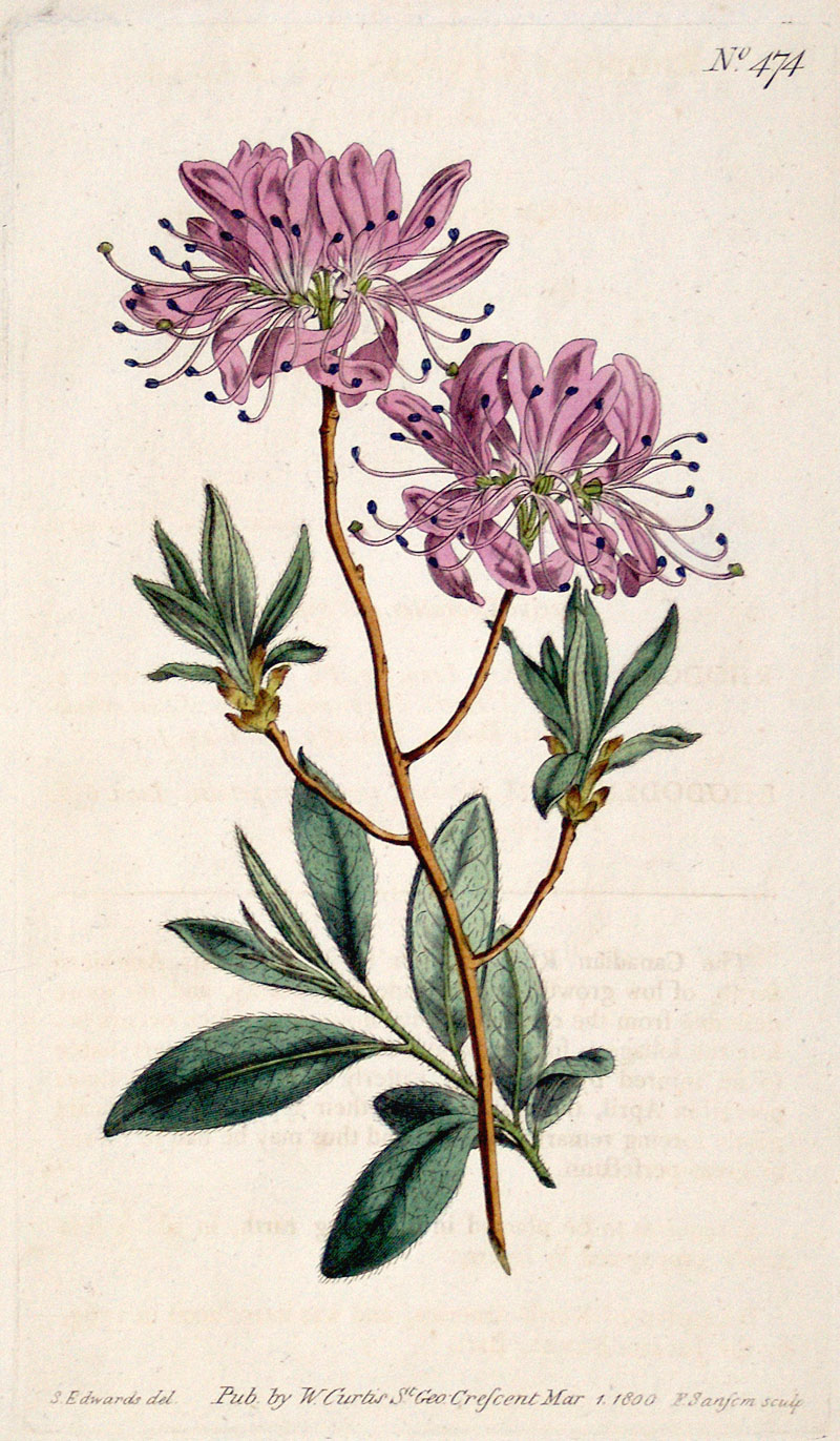 Curtis Botanical Engraving - 1800 - Canadian Rhodora - American