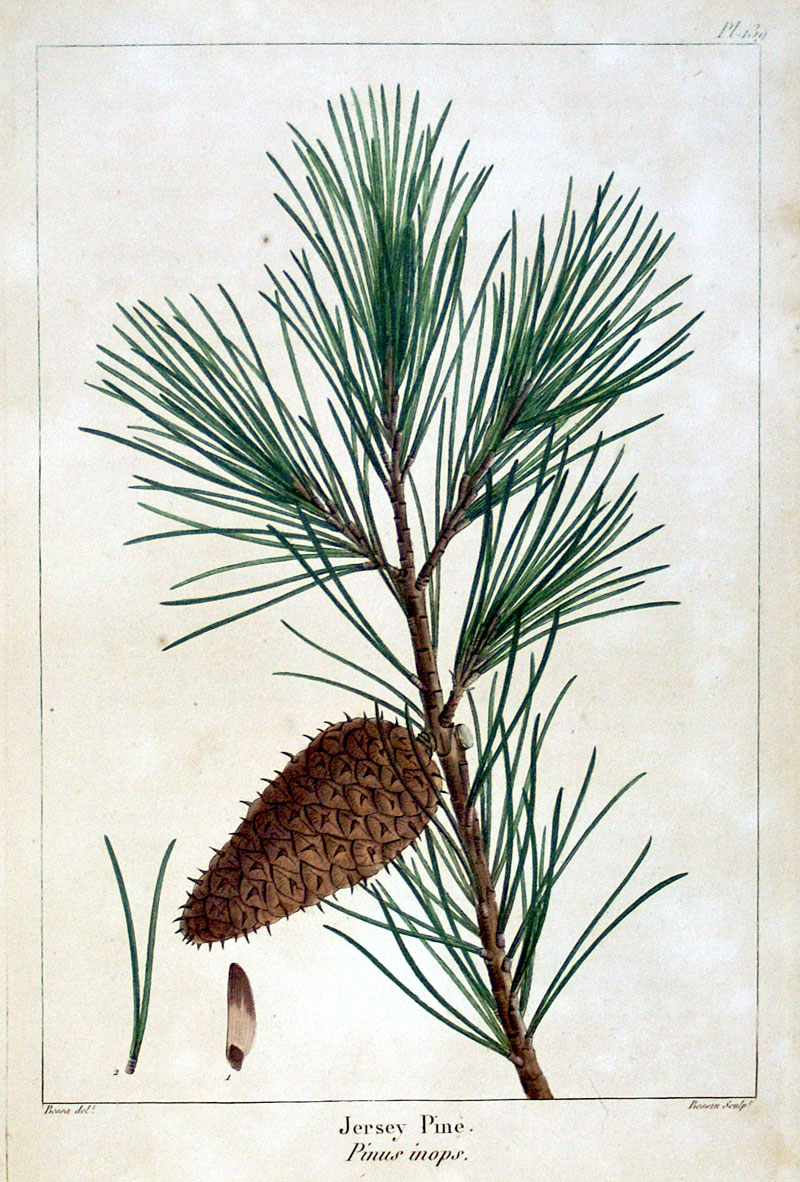 American Tree Leaves - 1857 - Michaux - Jersey Pine