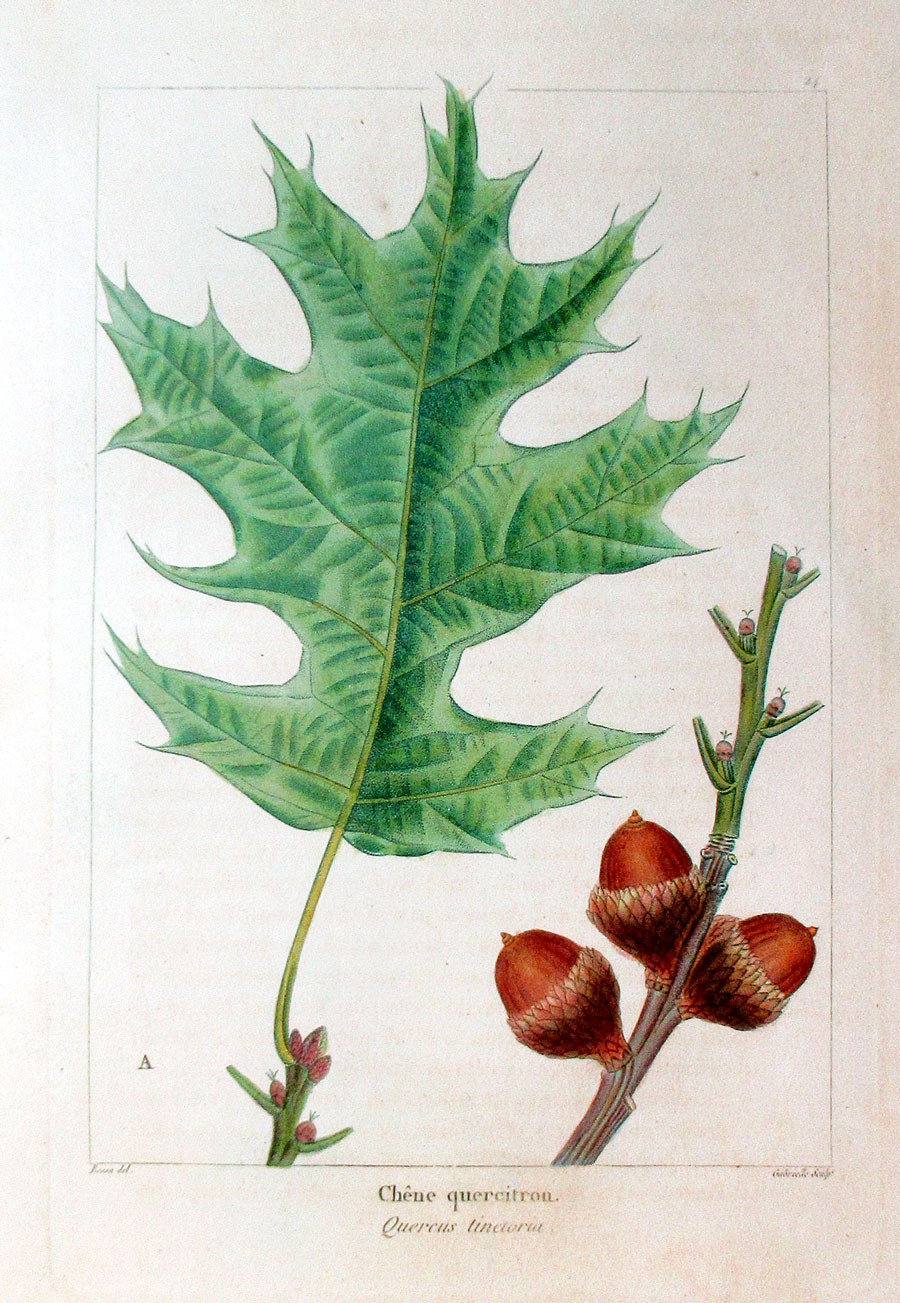 American Tree Leaves - 1857 - Michaux - Black Oak