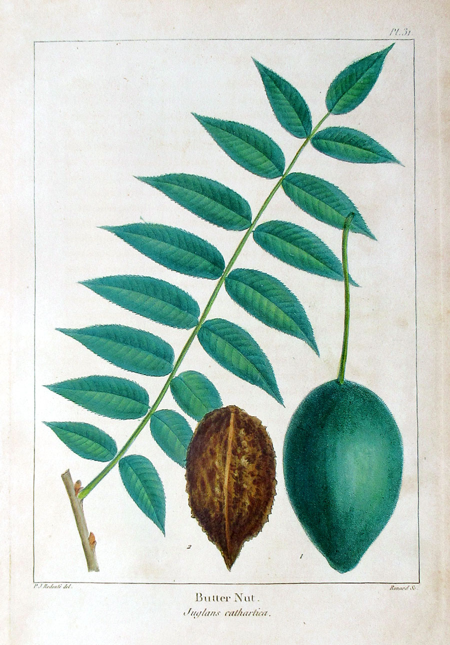American Tree Leaves - 1857 - Michaux - Butter Nut