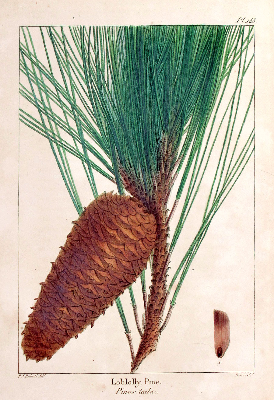 American Tree Leaves - 1857 - Michaux - Loblolly Pine