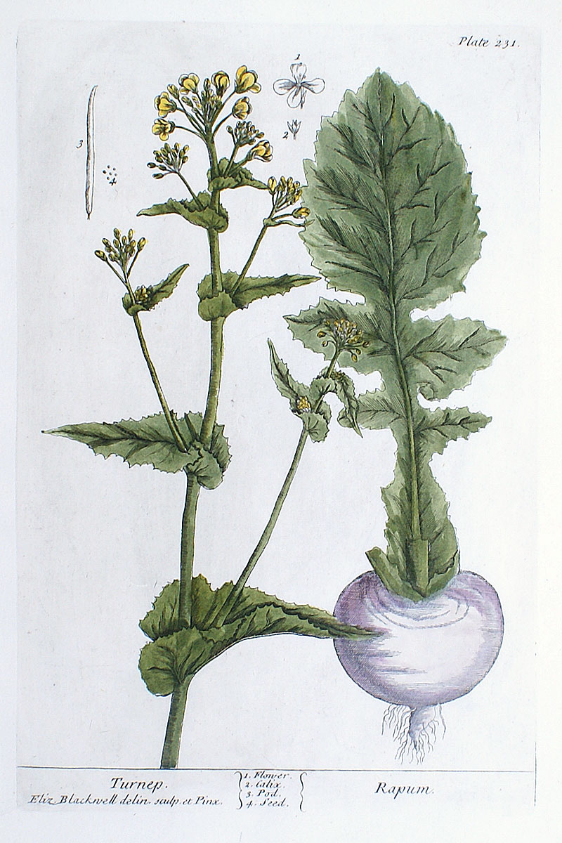 Elizabeth Blackwell - 1739 First Edition - Turnip
