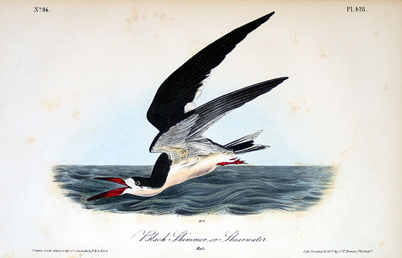 Audubon Black Skimmer - 1st Octavo Edition - 1840-44