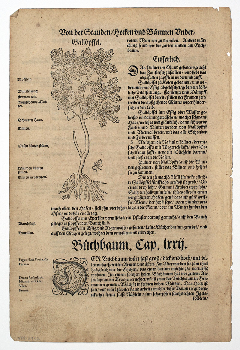 c 1546 H Bock 1st Edition - Gall-nut or Oak-apple