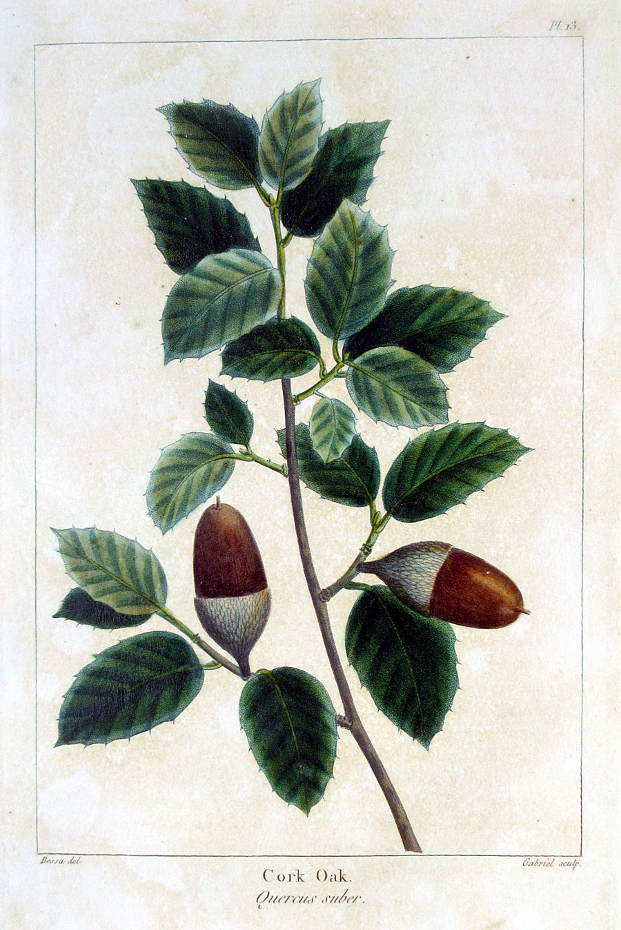 American Tree Leaves - 1857 - Michaux - Cork Oak