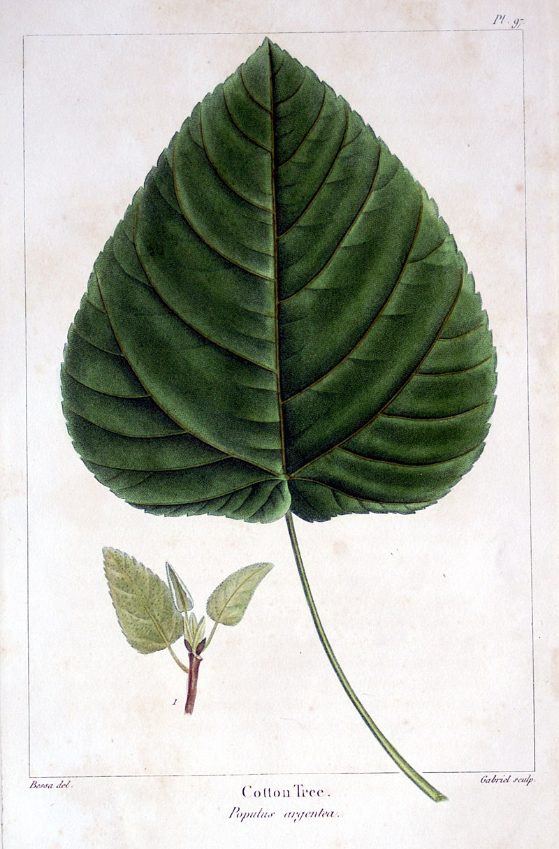 American Tree Leaves - 1857 - Michaux - Cotton Tree