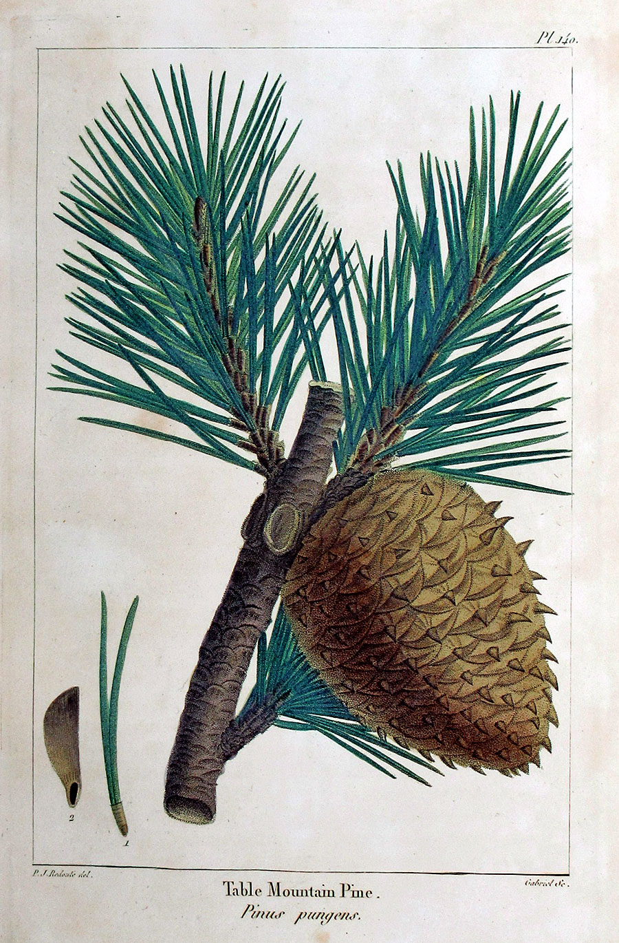 American Tree Leaves - 1857 - Michaux - Table Mountain Pine