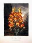 The Superb Lily - John Thorntonc. 1812