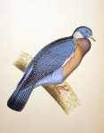 Original guache painting - Wood Pigeon - c. 1870