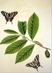 Swallow-tail butterflies - John Abbot 1797