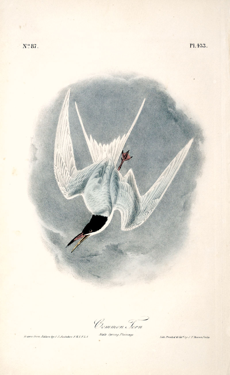 Audubon Common Tern - First Octavo Edition - 1840-44