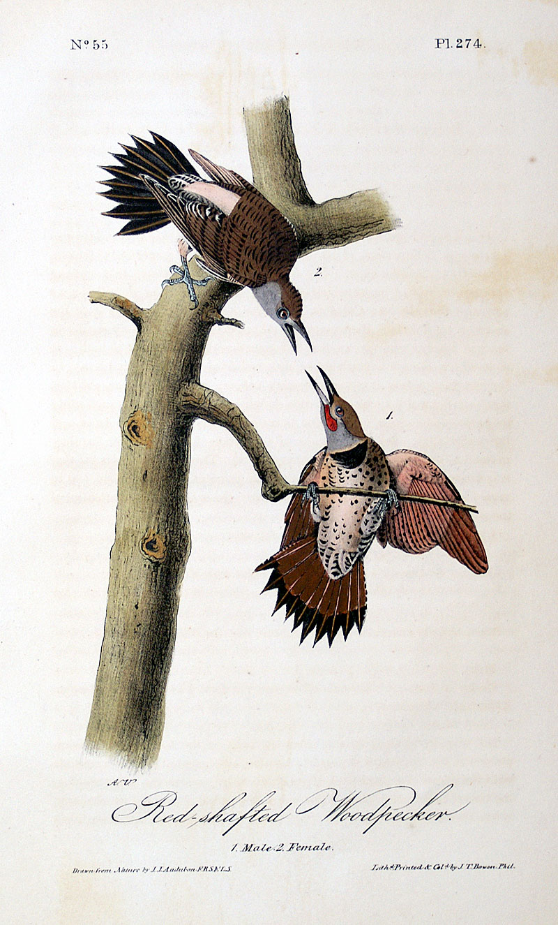 Audubon Red-Shafted Woodpecker (Northern Flicker) 1840-44