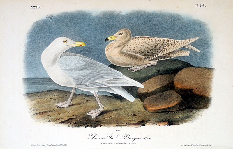 Audubon Glaucuus Gull - First Octavo Edition - 1840-44