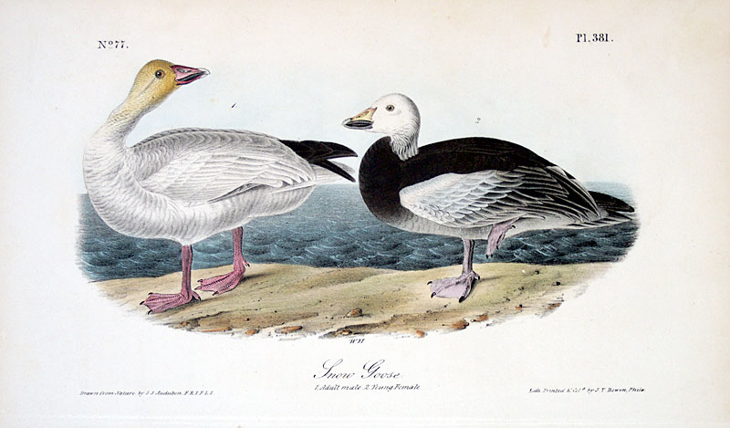 Audubon Snow Goose - First Octavo Edition - 1840-44