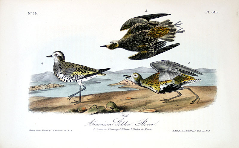 Audubon American Golden Plover - 1st 8vo Ed - 1840-44