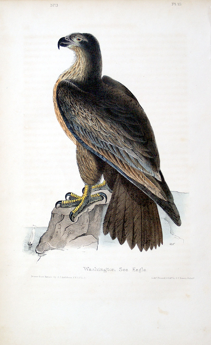 Audubon Immature Bald Eagle - WA Sea Eagle 1840-44