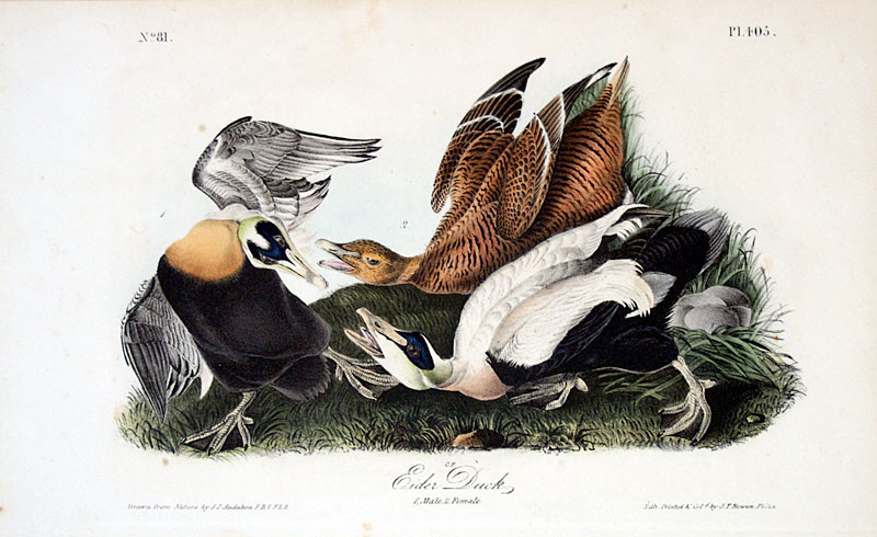 Audubon Eider Duck - First Octavo Edition - 1840-44