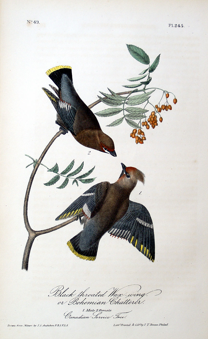 Audubon Bohemian Waxwing - 1st Octavo Edition - 1840-44