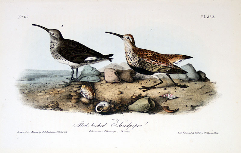 Audubon Red-backed Sandpiper - 1st Octavo Edition 1840-44