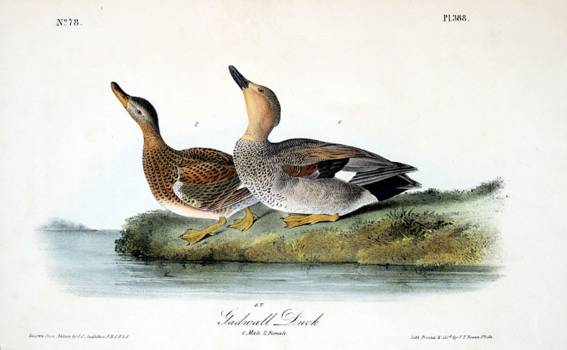 Audubon Gadwall Duck - First Octavo Edition - 1840-44