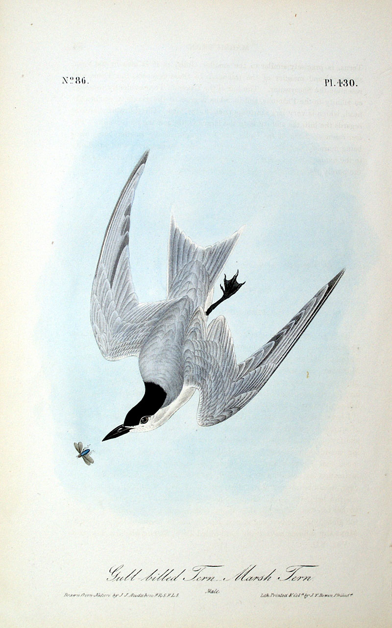 Audubon Gull-Billed Tern - first octavo edition 1840-44
