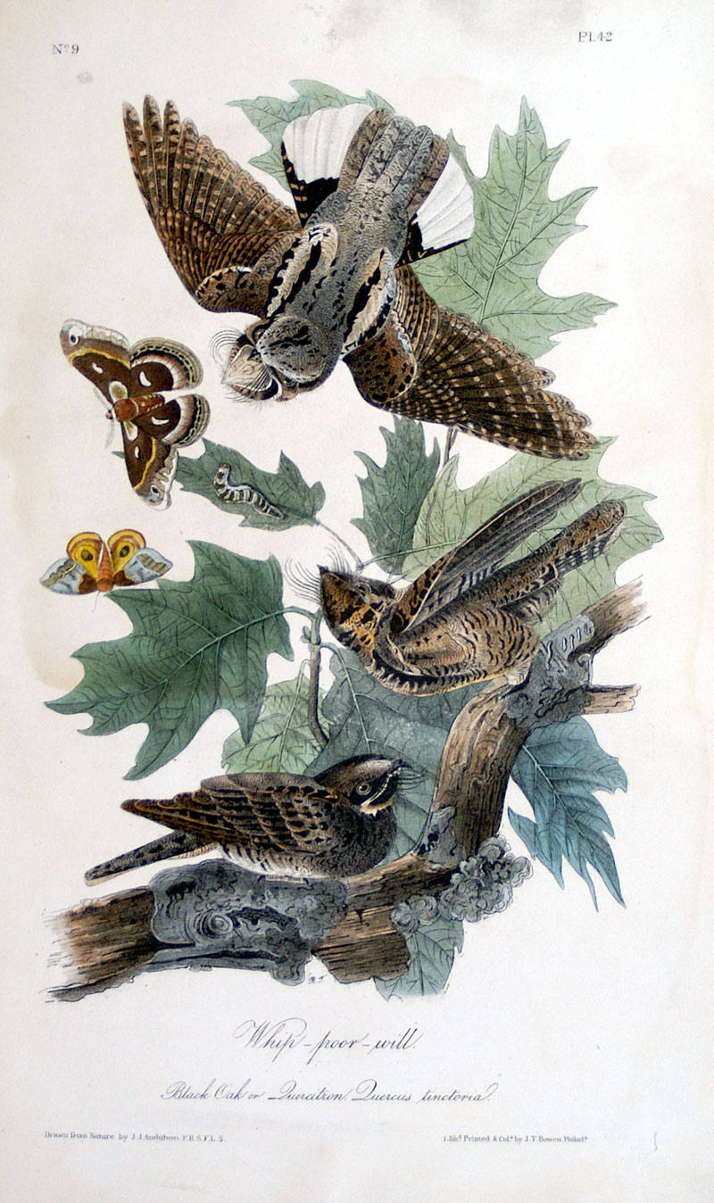 Audubon Whippoorwill - First Octavo Edition - 1840-44