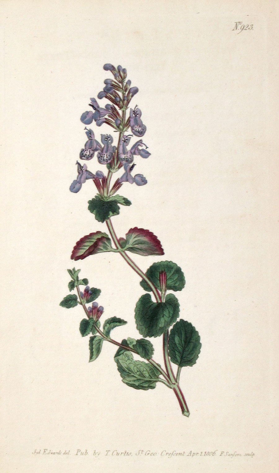 Curtis Botanical Engraving - 1806 - Catnip