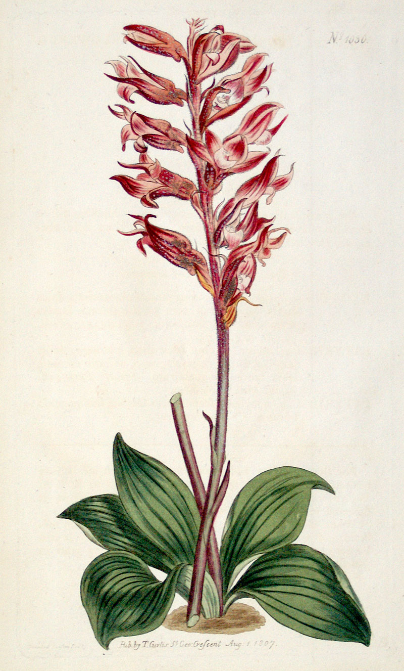 Curtis Botanical Engraving - 1807 - Beaked Orchid - American