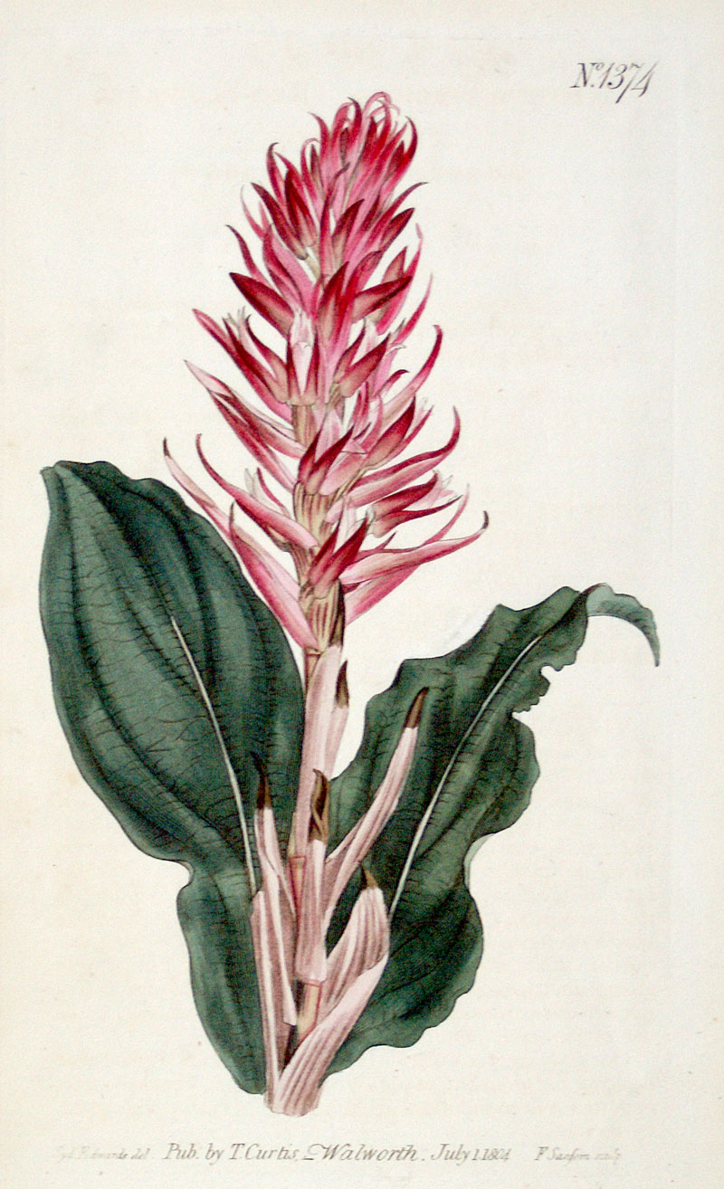 Curtis Botanical Engraving - 1804 - Red-Flowered Neottia