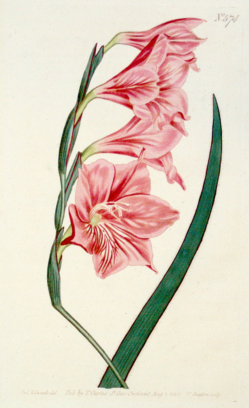 Curtis Botanical Engraving - 1802 - Gladiolus