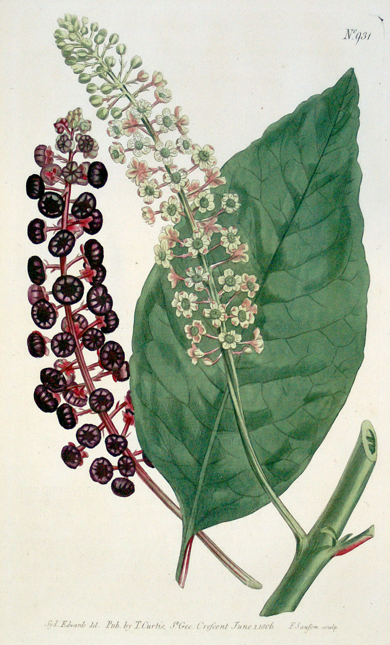 Curtis Botanical Engraving - 1806 - Virginian Poke - American