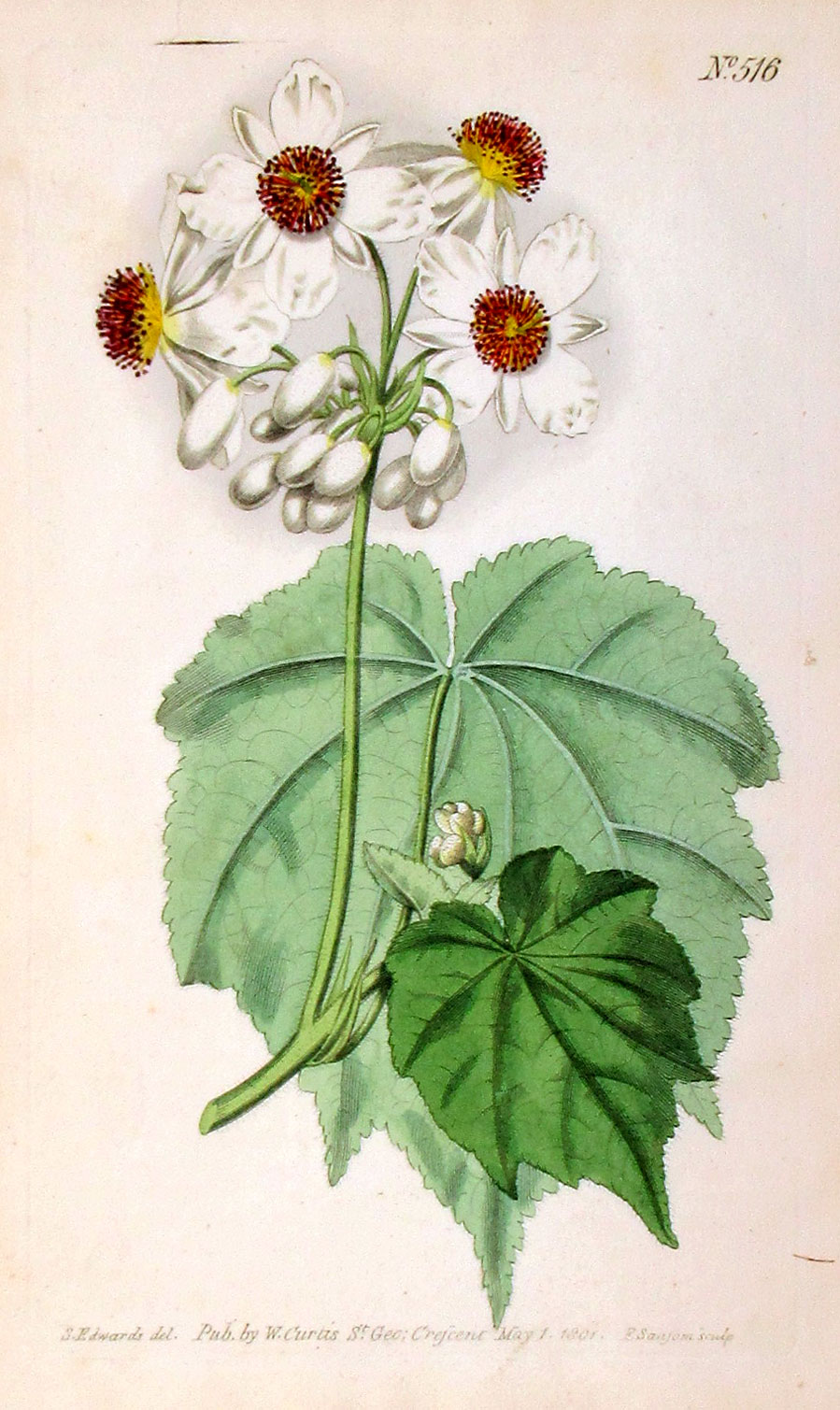 Curtis Botanical Engraving - 1801 - Sparmannia