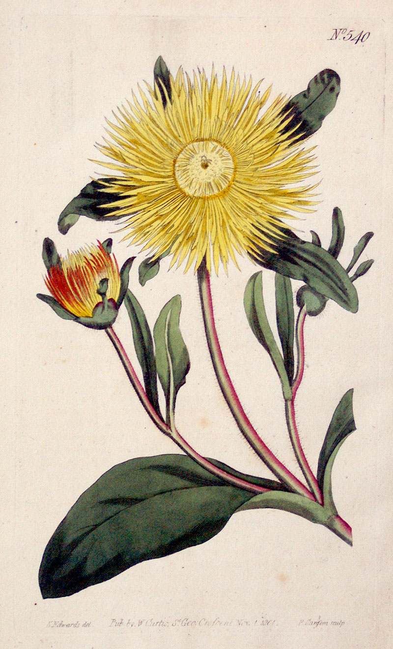 Curtis Botanical Engraving - 1801 - Fig Marigold