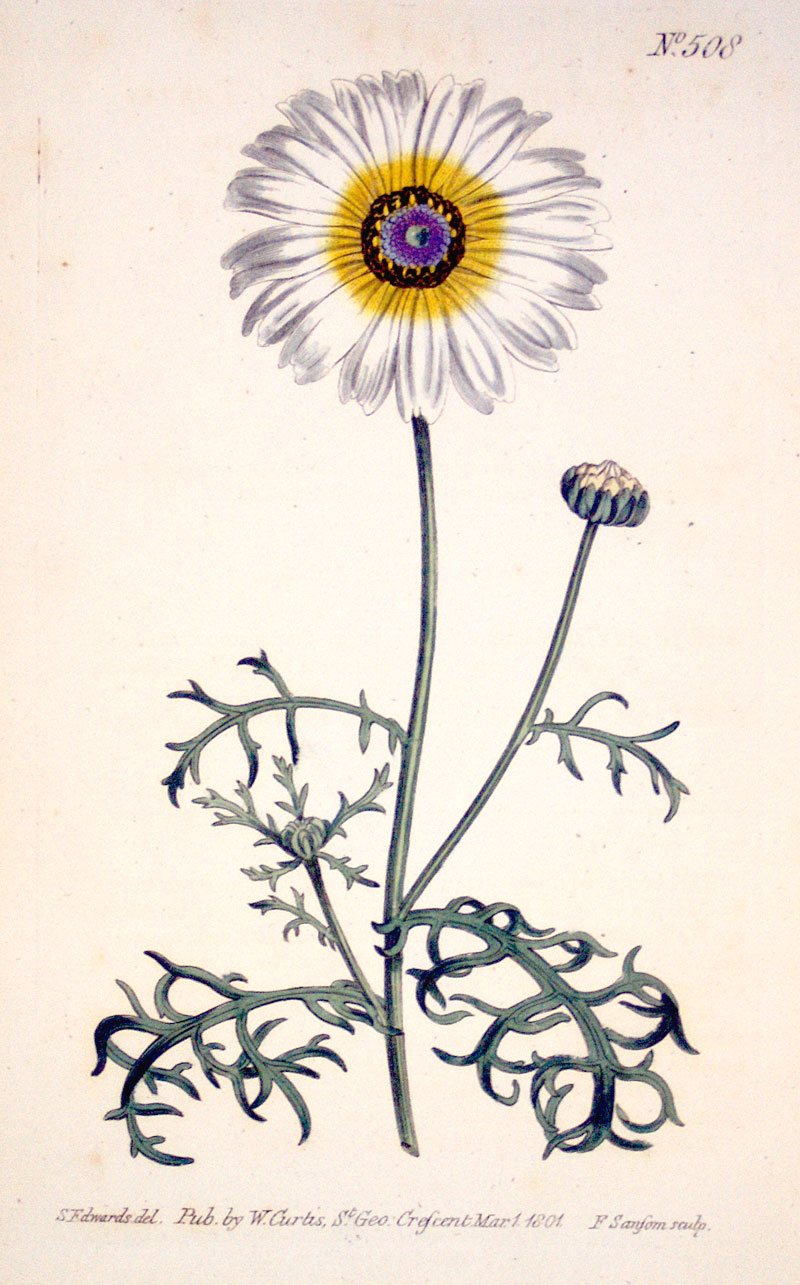 Curtis Botanical Engraving - 1801 - Chrysanthemum