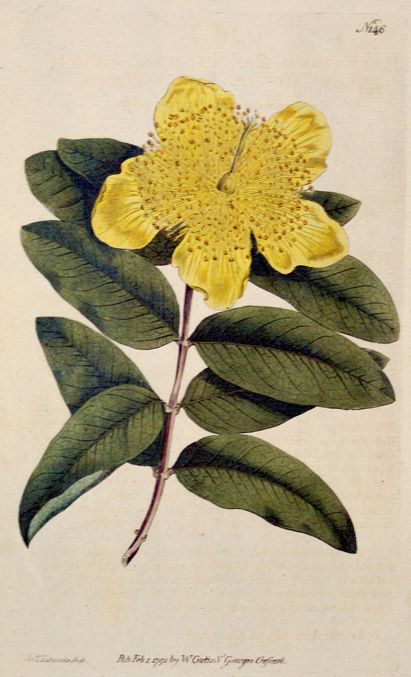 Curtis Botanical Engraving - 1791 - St. John's Wort