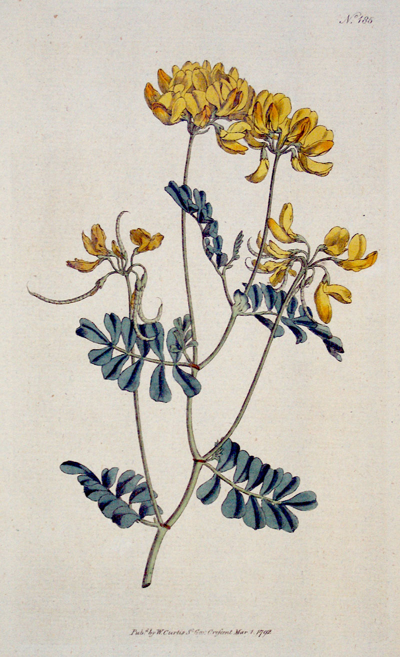 Curtis Botanical Engraving - 1792 - Rue-Leaved Coronilla