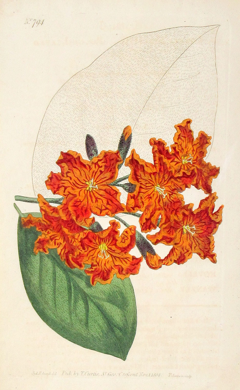 Curtis Botanical Engraving - 1804 - Geiger Tree - American