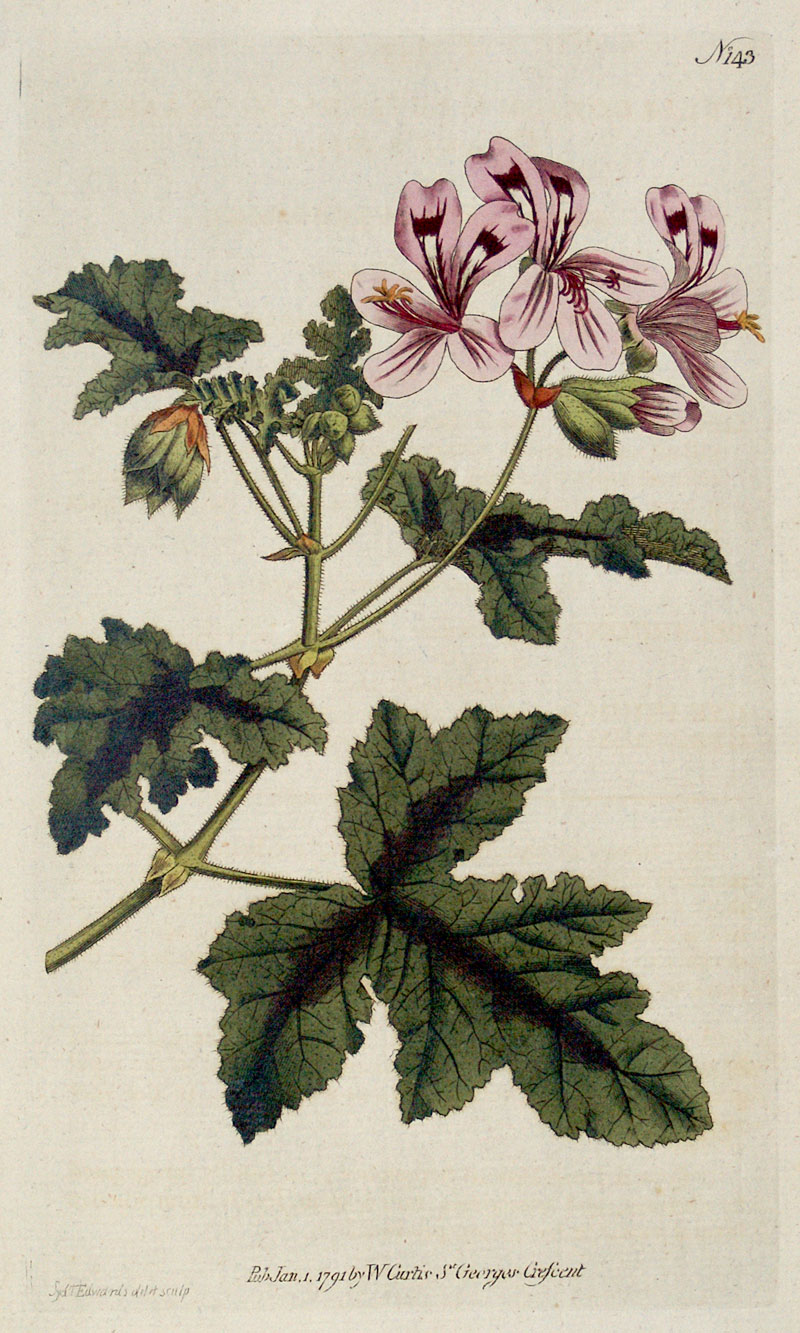 Curtis Botanical Engraving - 1791 - Crane's Bill