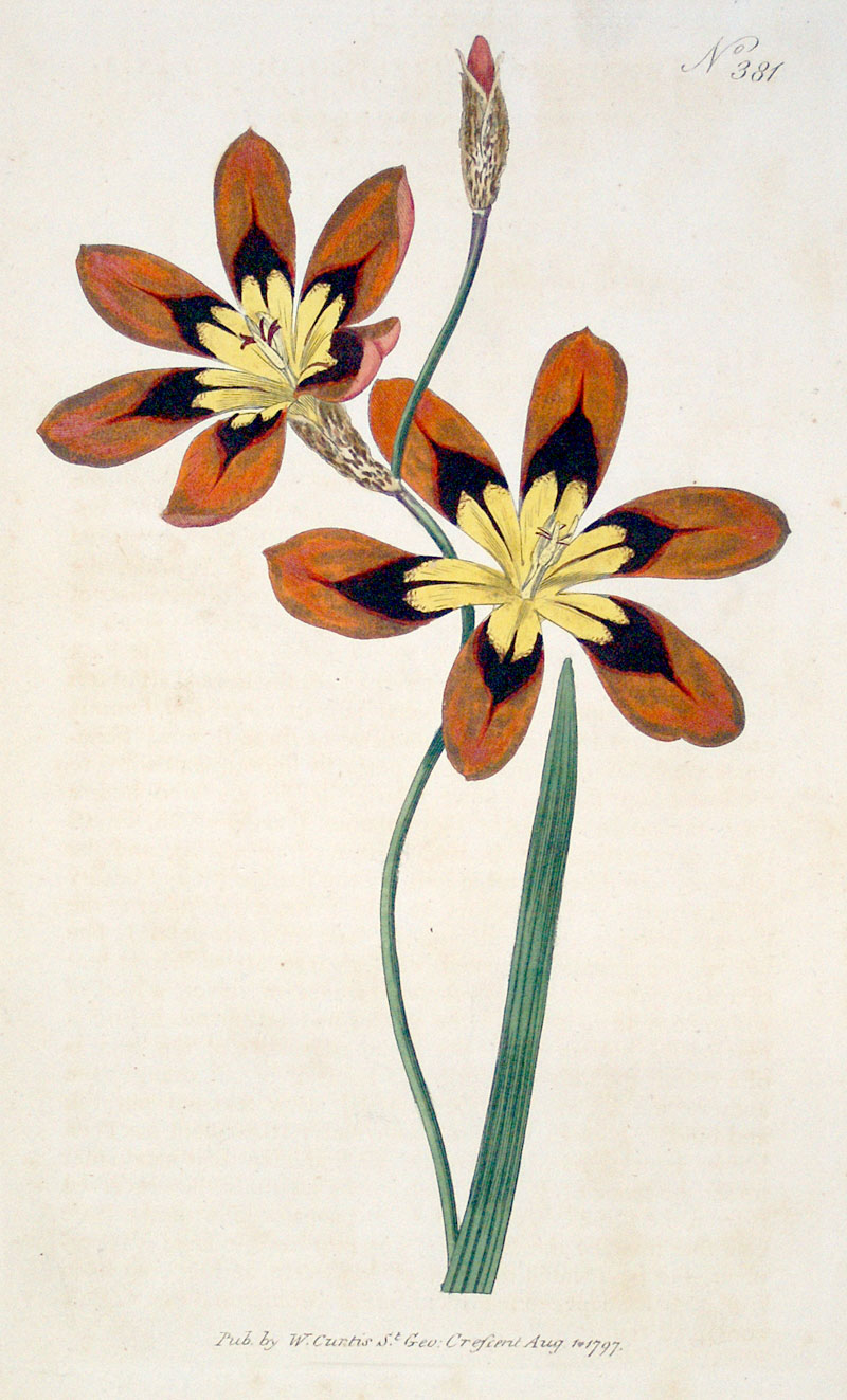 Curtis Botanical Engraving - 1797 - Three-Colored Ixia