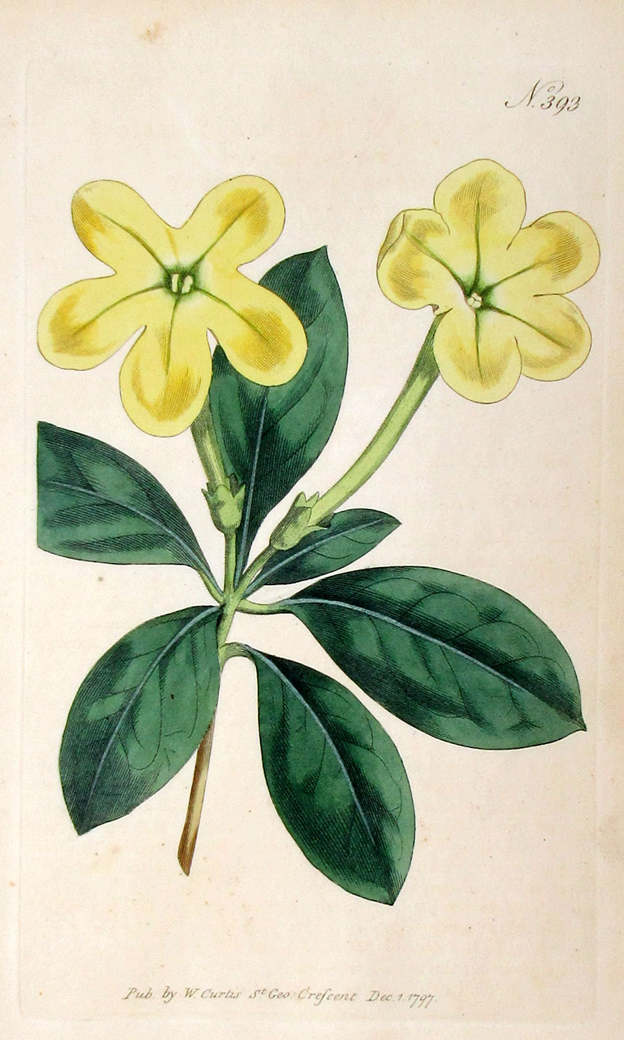 Curtis Botanical Engraving - 1797 - Lady of the Night - American