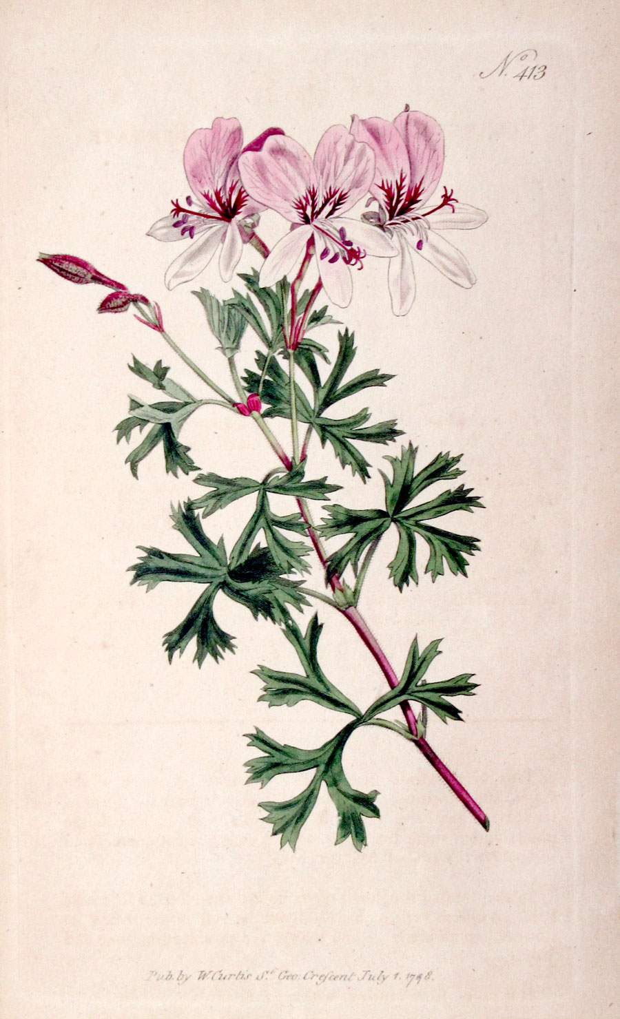 Curtis Botanical Engraving - 1798 - Crane's Bill