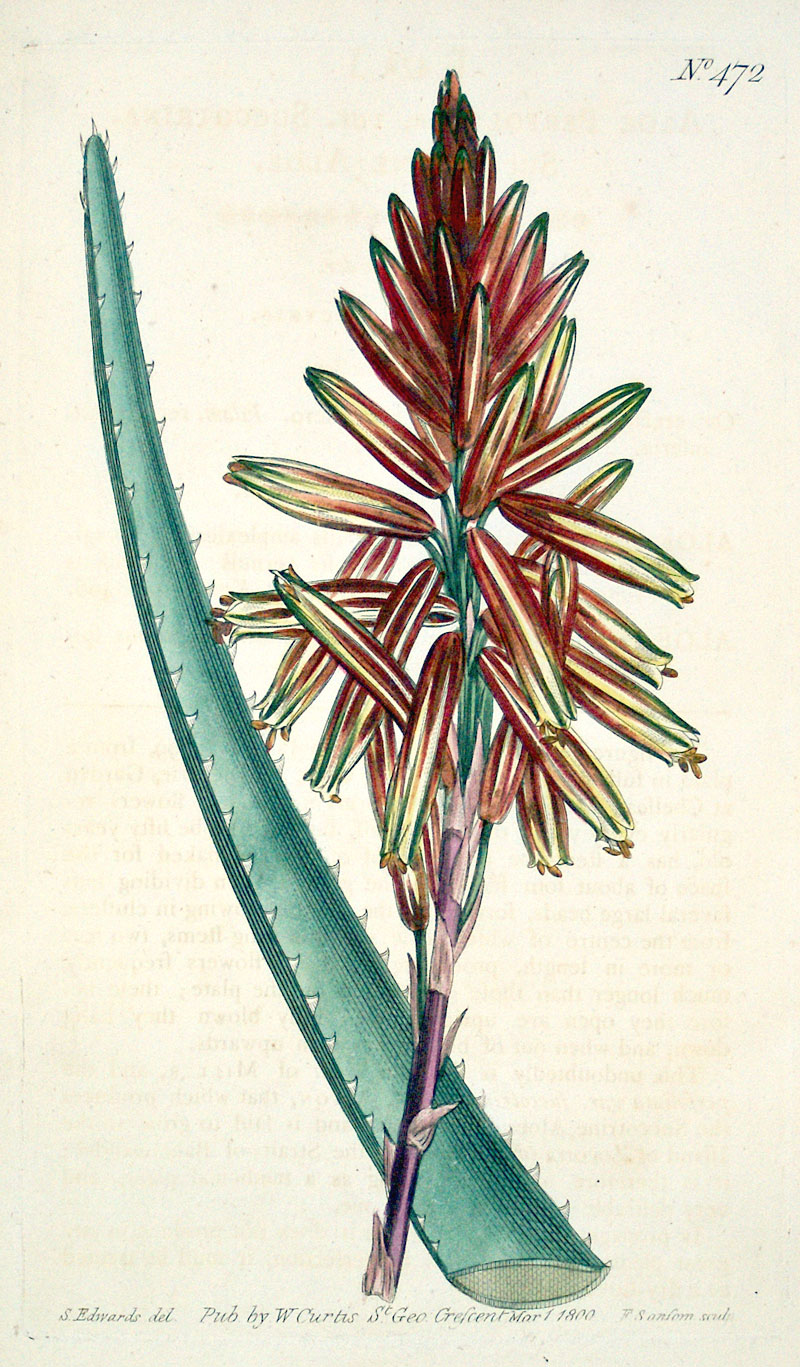 Curtis Botanical Engraving - 1800 - Aloe
